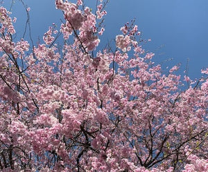 Sakura, Sakura, Sakura! In Japan hat die schönste Jahreszeit begonnen!