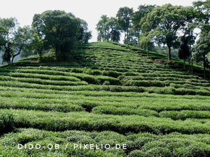 Grüner Tee in Japan – Ritual, Anbaukunst, Alltagsgetränk