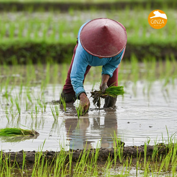 All the things a single grain of rice can become: Japan's most important crop is in season